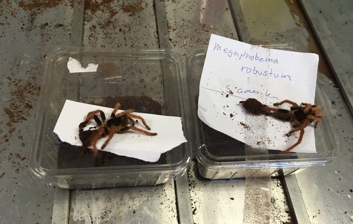 В Австралию под видом обуви прислали коробку с ядовитыми змеями, скорпионами и пауками (4 фото)