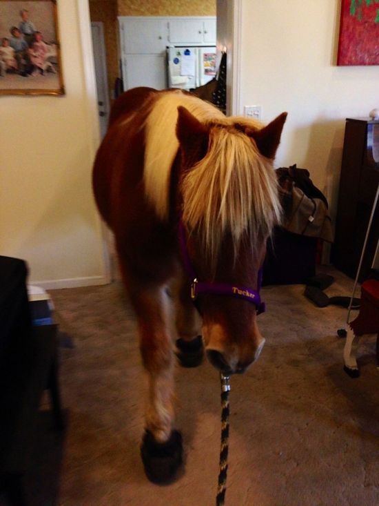 Девушка провела лошадь в родительскую спальню ради селфи (3 фото)