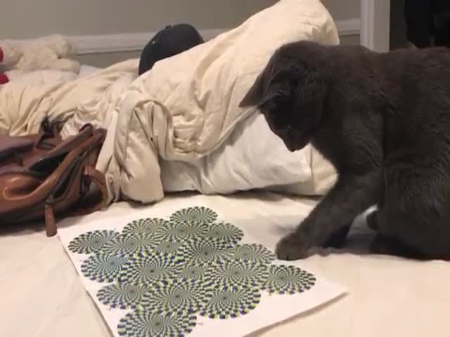 Кот заинтересован оптической иллюзией