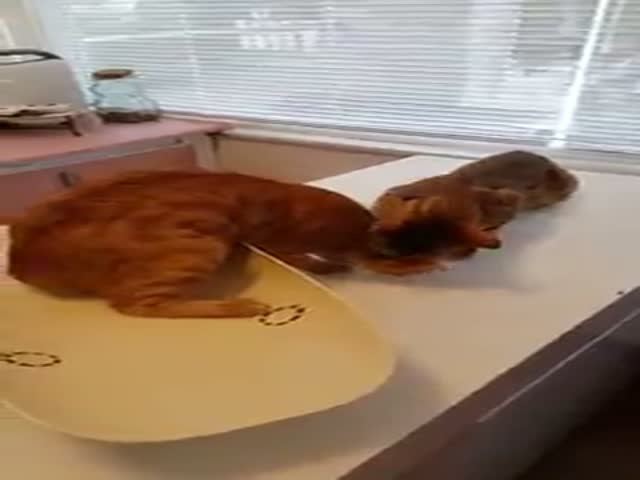 Кот спасает своего друга от ветеринара