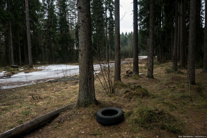 Печальная картина придорожных лесов России (8 фото)