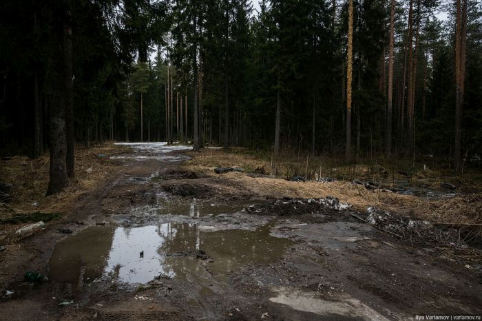 Печальная картина придорожных лесов России (8 фото)