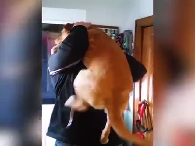 Трогательная встреча пса с хозяином