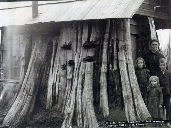 Дома-пни американских переселенцев XIX века (14 фото)