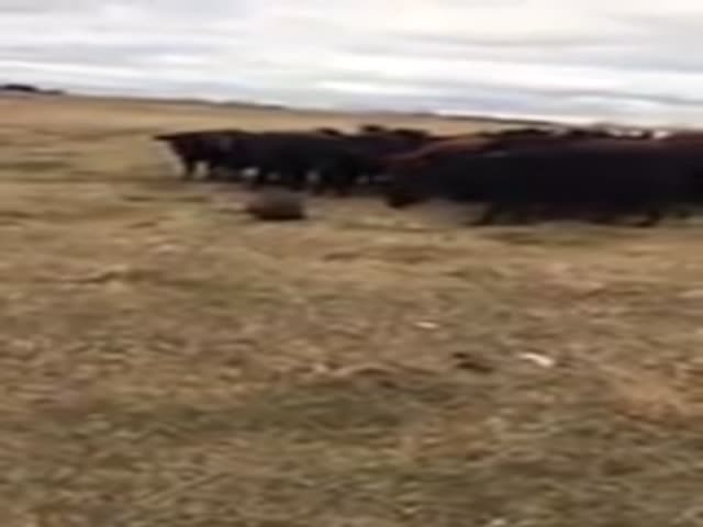 Бобер-пастух привлек внимание коров