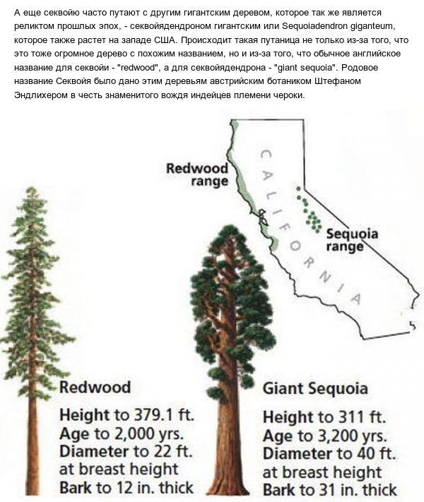 Как выглядят шишки самого высокого дерева на планете (4 фото)