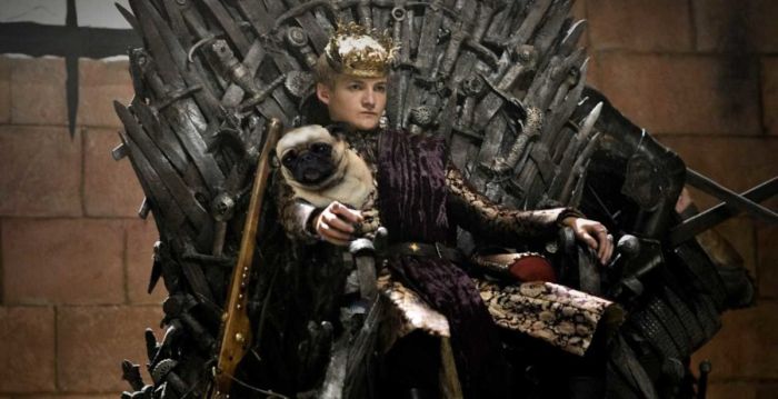Актер Джек Глисон, король Джоффри из «Игры престолов», и его мопс стали героями фотожаб (9 фото)