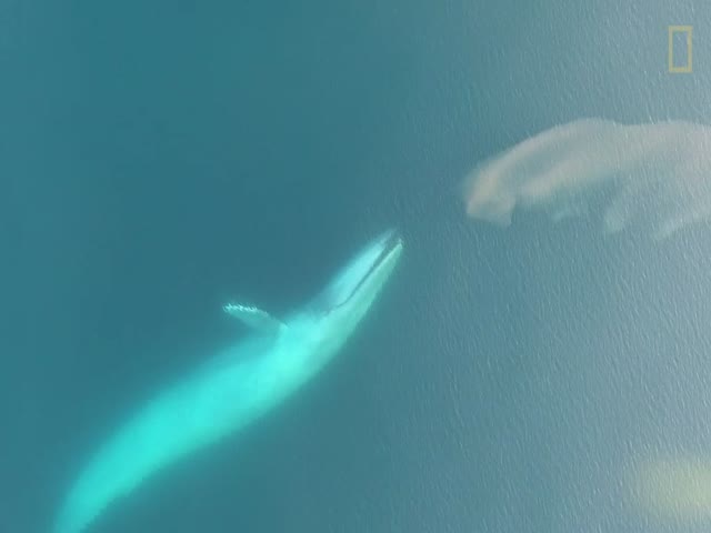 Как питаются синие киты