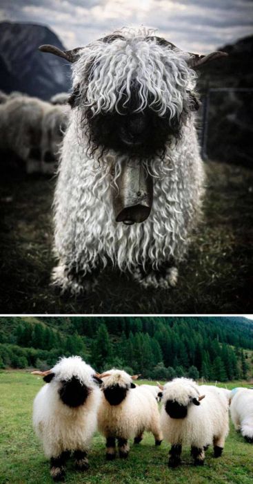 Животные, которые выглядят невероятно круто (27 фото)