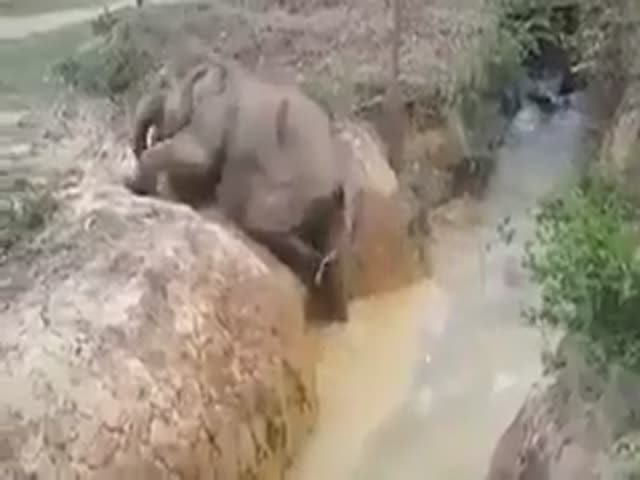 Взаимопомощь у слонов