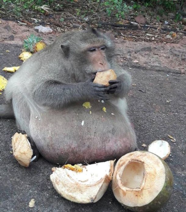 Самую толстую макаку Бангкока посадят на диету (10 фото)