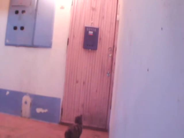 Кот звонит в дверь