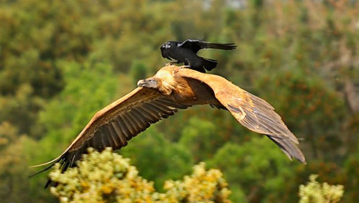 Интересные фото с воронами (42 фото)