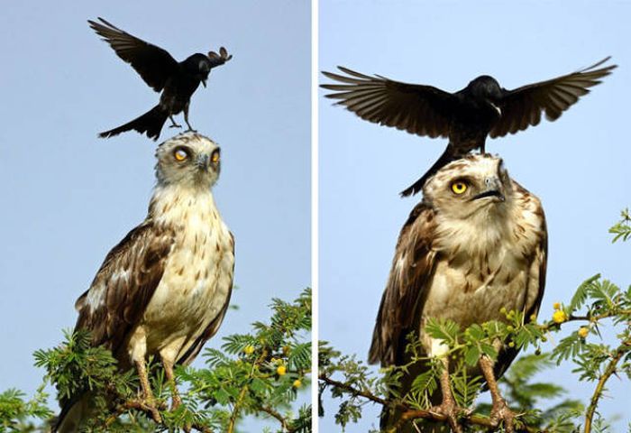 Интересные фото с воронами (42 фото)