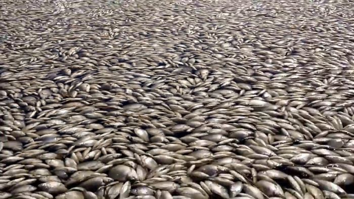 Массовая гибель рыбы в озере Кунашак в Челябинской области (5 фото + видео)