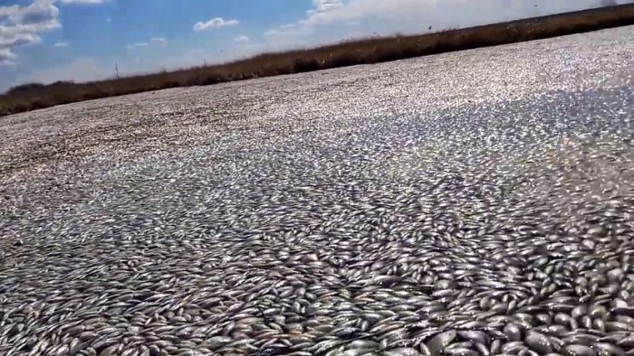 Массовая гибель рыбы в озере Кунашак в Челябинской области (5 фото + видео)