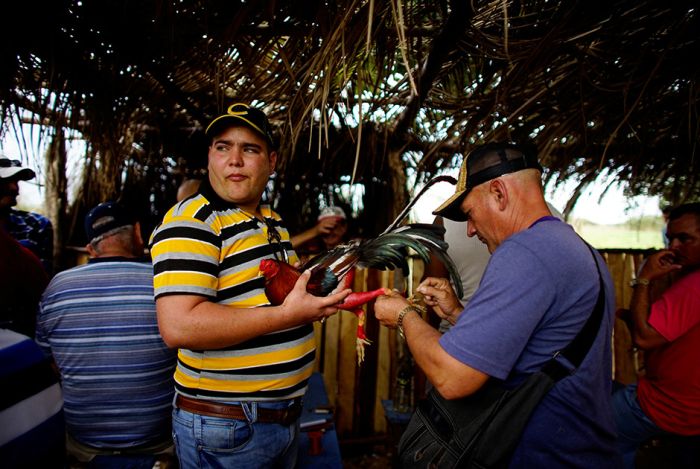 Петушиные бои на Кубе (13 фото)