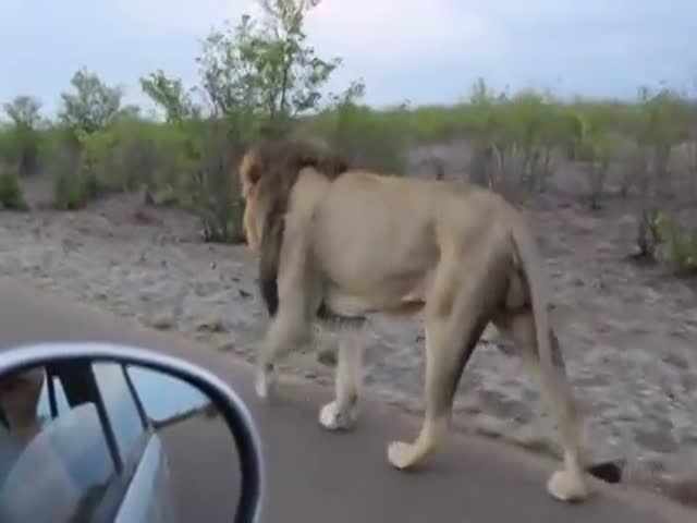 Не стоит шутить со львом