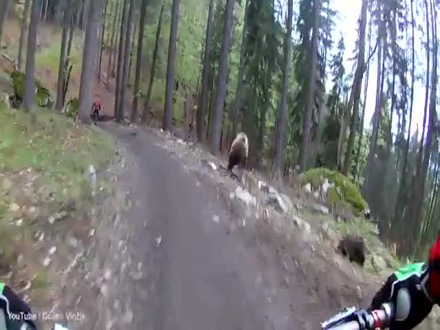 Встреча велосипедистов с медведем