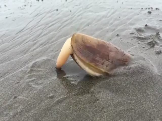 Морской черенок зарывается в песок