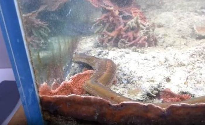 Ужасная находка в аквариуме (10 фото)