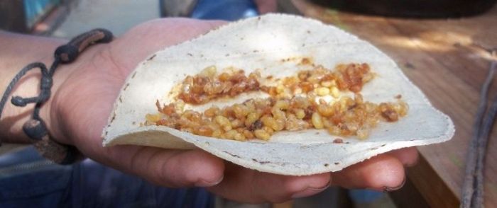 Мексиканский деликатес эскамолес (11 фото)