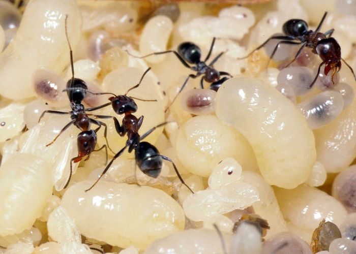 Личинки муравьев фото как выглядят