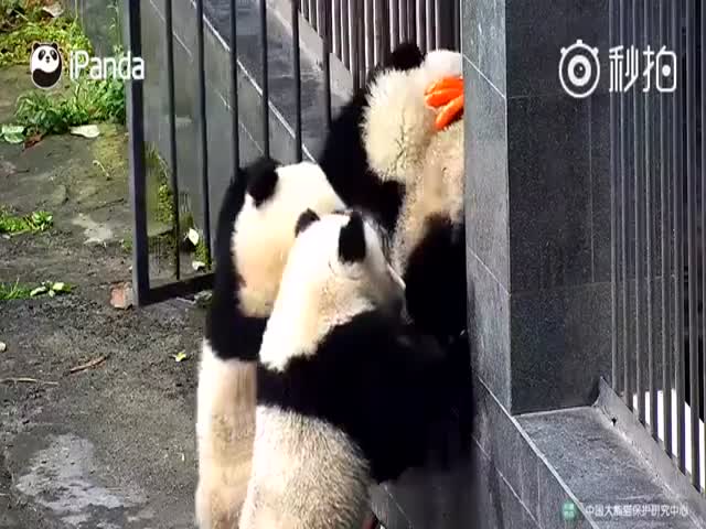Неудавшаяся попытка группового побега панд