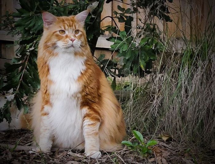 120-сантиметровый кот породы мейн-кун может попасть в «Книгу рекордов Гиннеса» (10 фото)