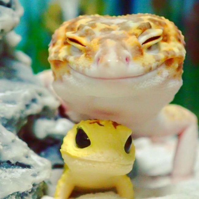 Милота дня: улыбающийся геккон (9 фото)