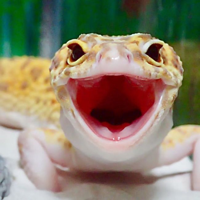 Милота дня: улыбающийся геккон (9 фото)