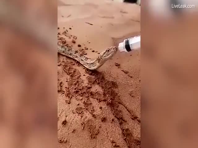 Люди напоили змею, страдающую от жажды