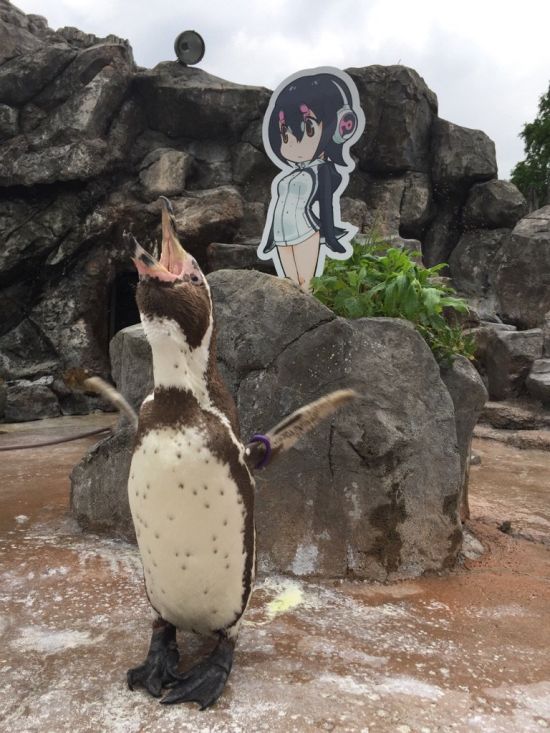 Пингвина Гумбольдта заинтересовала девочка-пингвин Хулулу из аниме (5 фото)