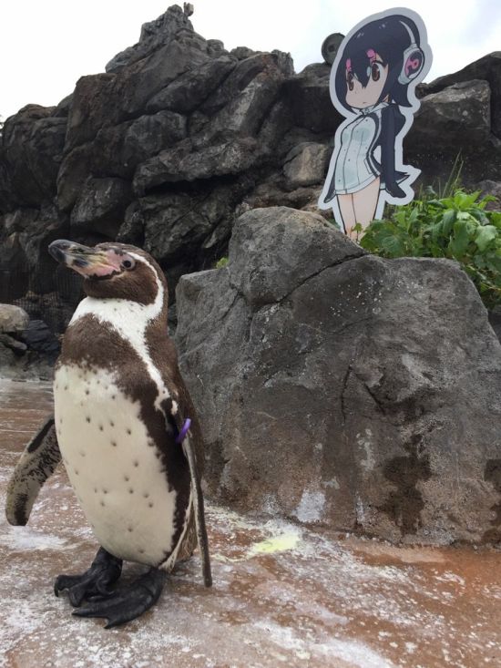 Пингвина Гумбольдта заинтересовала девочка-пингвин Хулулу из аниме (5 фото)