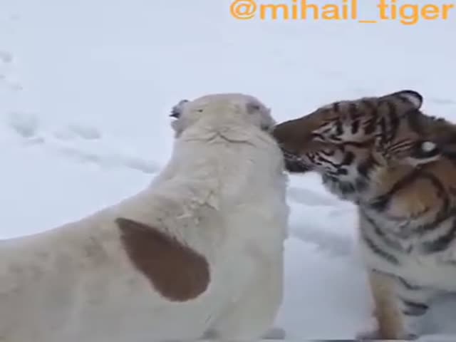 Тигр подружился с алабаем