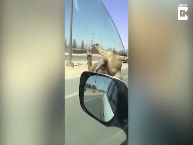 Спаривающиеся верблюды привели к образованию пробки на трассе в ОАЭ