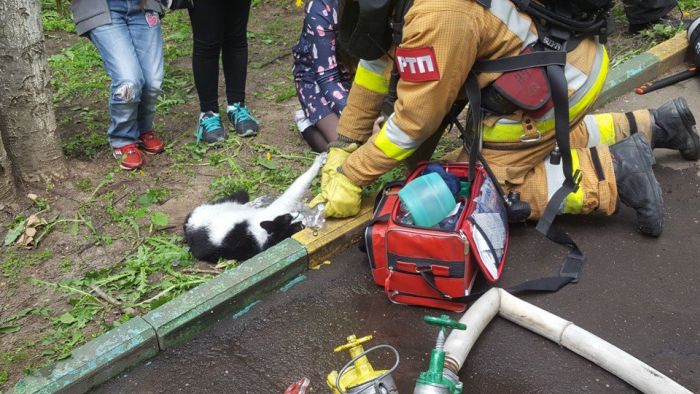 Пожарные спасли животных (4 фото)