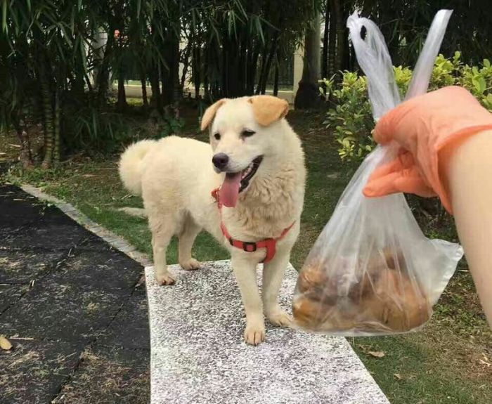 Китаец спас собаку, продававшуюся на убой (8 фото)