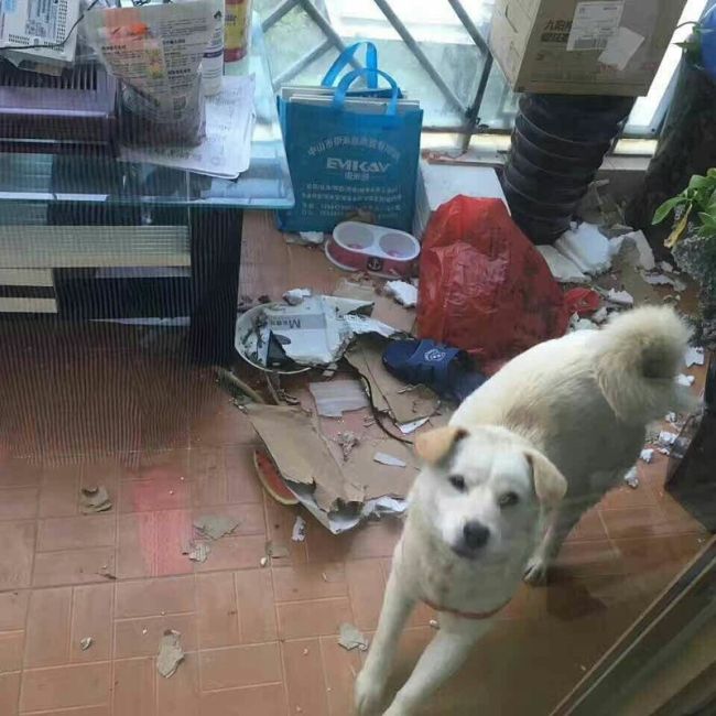 Китаец спас собаку, продававшуюся на убой (8 фото)