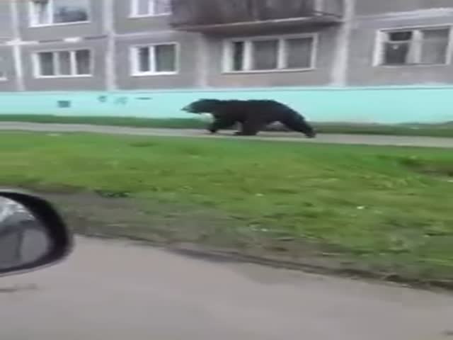 Медведь на улицах закрытого города Вилючинск