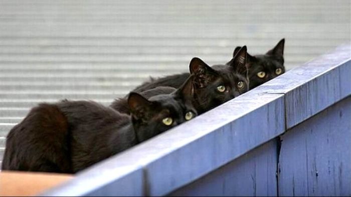 Коты, выглядывающие из своих укрытий (20 фото)
