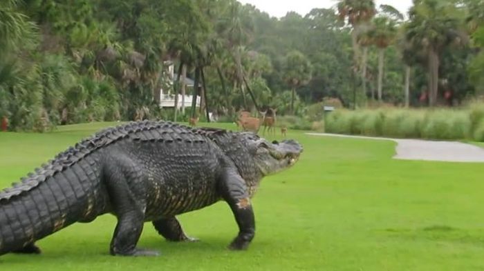 Аллигатор вышел на поле для гольфа (4 фото)