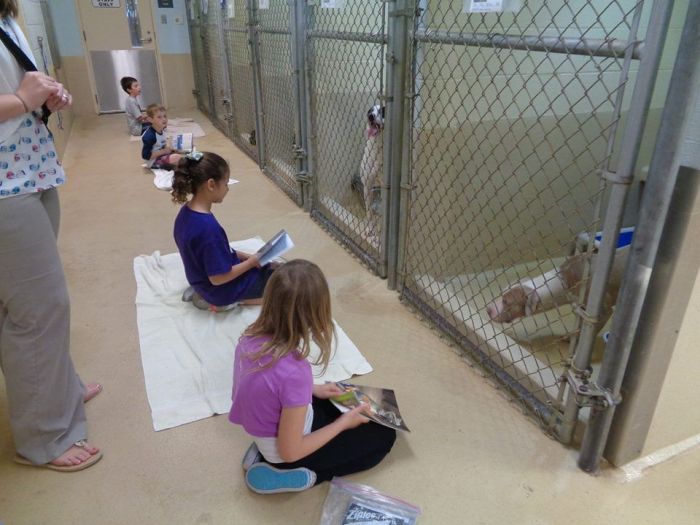 Американские школьники почитали книги животными из приюта (9 фото)