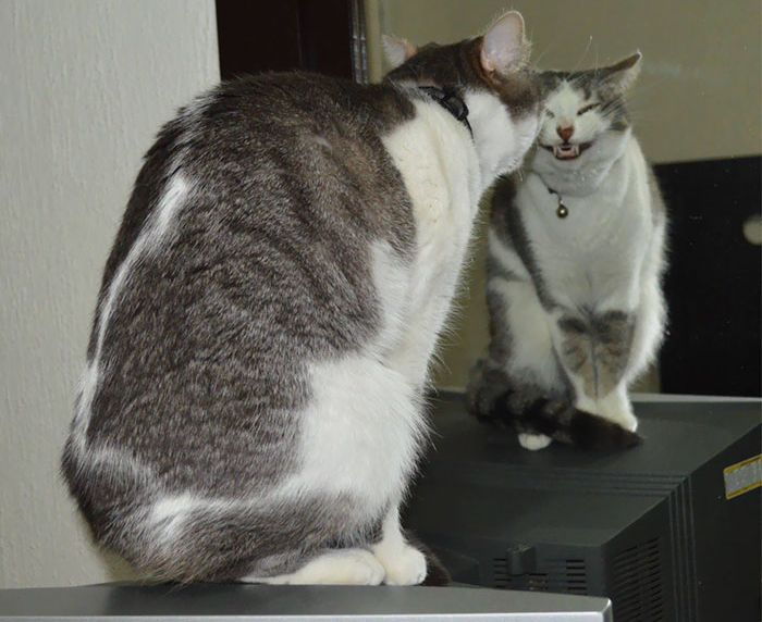 Странное поведение кошек (30 фото)