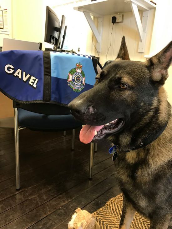 В Австралии слишком дружелюбную собаку исключили из полицейской академии (14 фото)