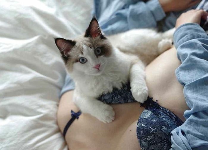 Кошки тоже без ума от женской груди (11 фото) .