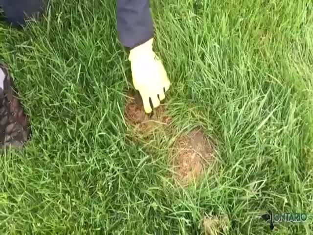 Канадец обнаружил гнездом с крольчатами в газоне