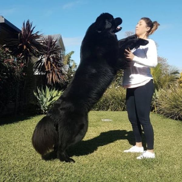 Собаки невероятно больших размеров (22 фото)
