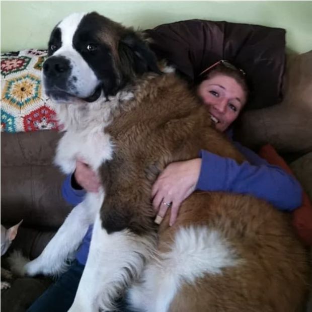 Собаки невероятно больших размеров (22 фото)