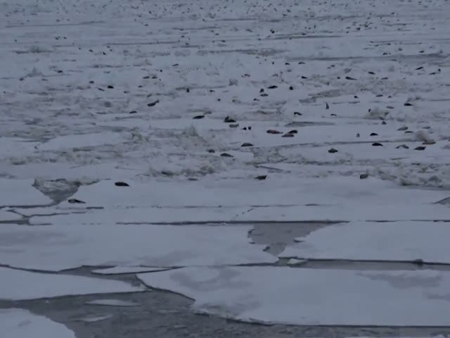 Тюлени и нерпы на льдинах у нефтяной платформы «Приразломная»